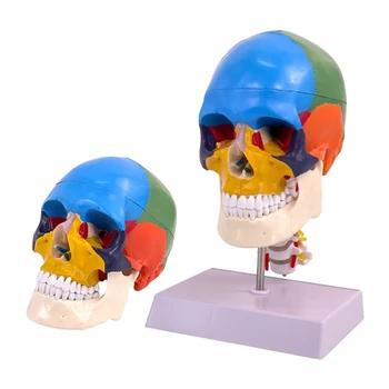 Анатомическая модель черепа головы человека в натуральную величину из 22 частей Анатомическая модель для курса изучения анатомии человека для студентов-медиков Изображение